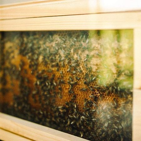 Vcelin Mueslivna Hotell Jablonné v Podještědí Exteriör bild